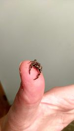 Close-up of tiny spider on thumb