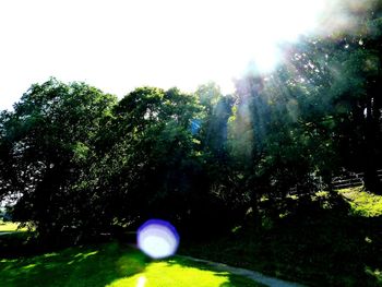 Sun shining through trees on sunny day