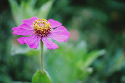 Close-up of pink flower