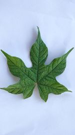 Directly above shot of green leaves on white background