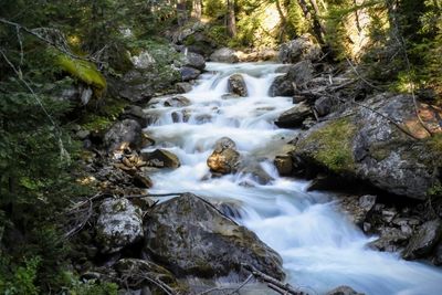 Scenic view of waterfall in forest