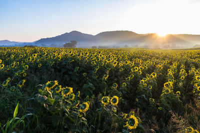 Yellow flowers growing in field