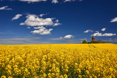 Scenic view of oilseed rape field against sky