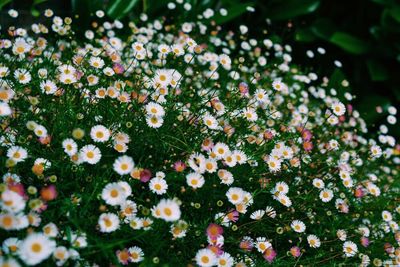 Close-up of white daisy flowers blooming in field