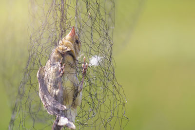 Close-up of bird perching on a tree