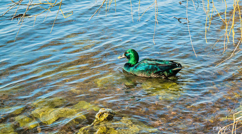 High angle view of duck swimming in lake