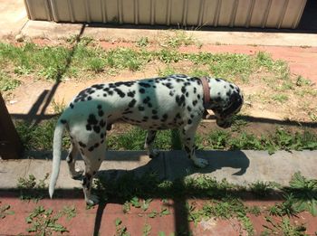 Dog on grass