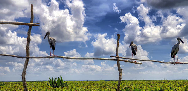 Low angle view of birds perching on fence against sky