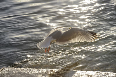 Close-up of swan swimming in lake