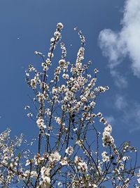 Low angle view of cherry blossom tree against blue sky