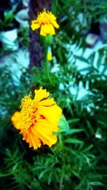 Close-up of yellow flower blooming outdoors