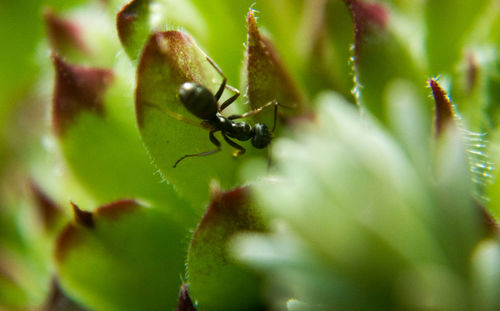 Close-up of ant on leaf