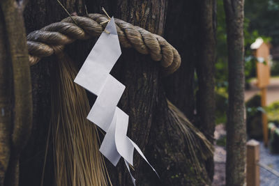 Close-up of rope tied up on tree trunk