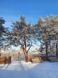 Trees on snow field against clear blue sky