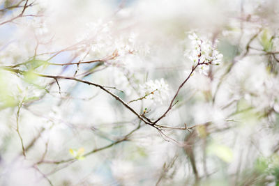 Close-up of white flowering plant