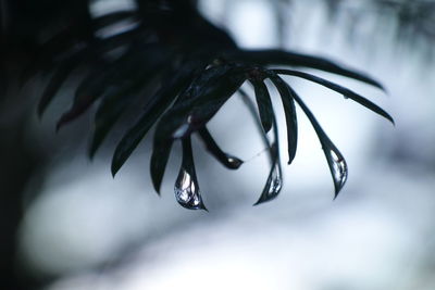 Close-up of wet plant during winter