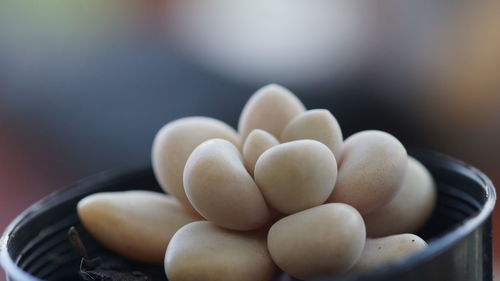 Close-up of eggs in container