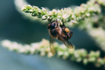 Close-up of bee pollinating on flower