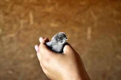 Close-up of hand holding small bird