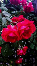 Close-up of pink rose plant