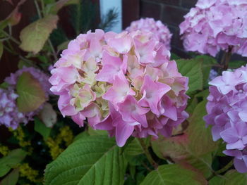 Close-up of pink flowers