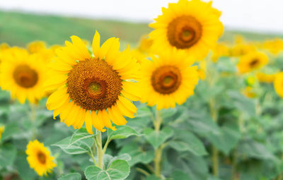 Close-up of yellow sunflower