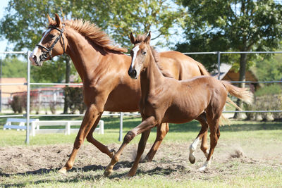 Horse standing on field