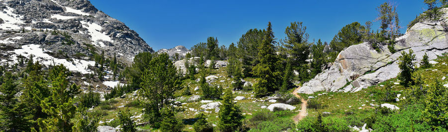 Low angle view of trees and plants against sky