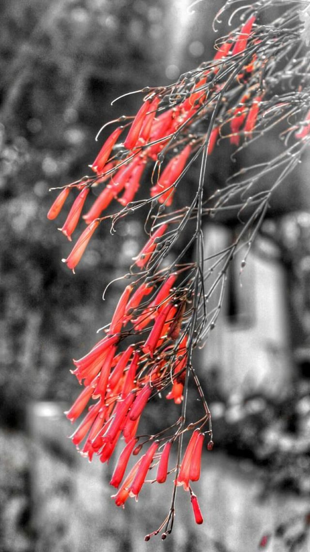 red, focus on foreground, close-up, celebration, hanging, tradition, star shape, cultures, patriotism, selective focus, day, flag, outdoors, no people, identity, national flag, decoration, low angle view, christmas, isolated color