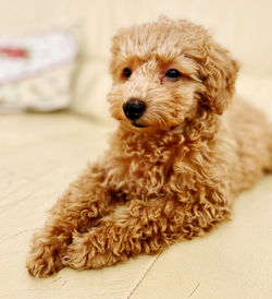 Close-up of toy poodle puppy