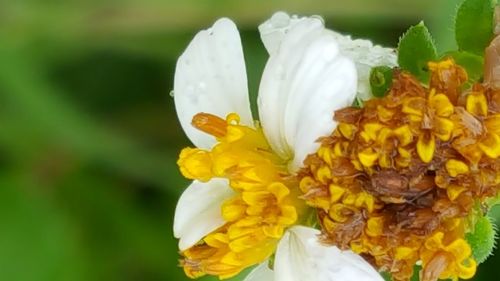 Close-up of yellow flowers blooming outdoors