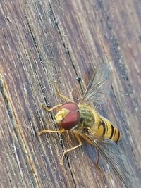 High angle view of bee