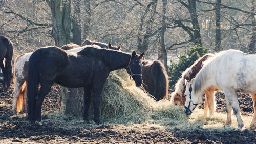 Horses standing in a field