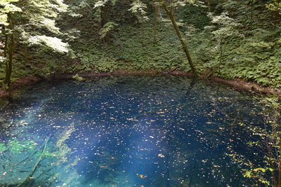 High angle view of trees by lake in forest