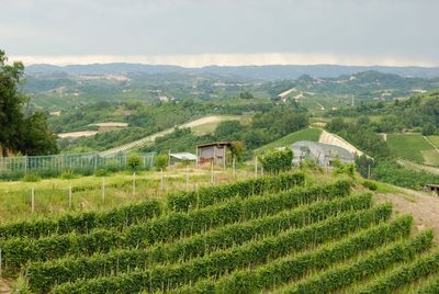 High angle view of agricultural landscape