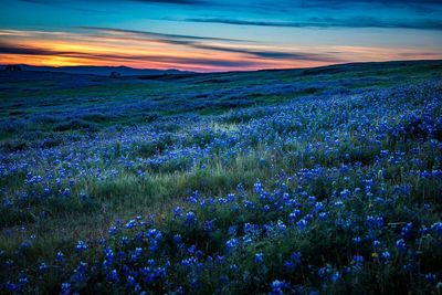 Scenic view of grassy field against sky during sunset