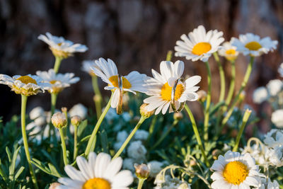 Close-up of white daisy flowers