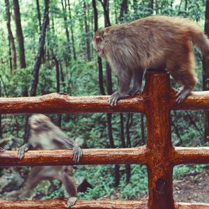 Monkey on tree in forest