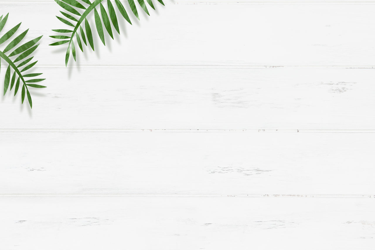 leaf, plant, copy space, no people, plant part, sketch, palm tree, tree, nature, backgrounds, line, drawing, branch, indoors, green, white, textured, wood, palm leaf, close-up