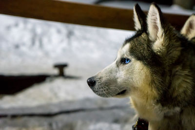 Close-up of dog looking away