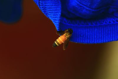Close-up of insect on blue surface