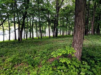 Trees in forest