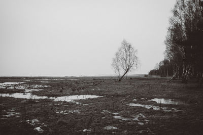 Bare trees on snowy landscape against clear sky