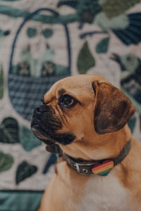 Close-up of a dog looking away