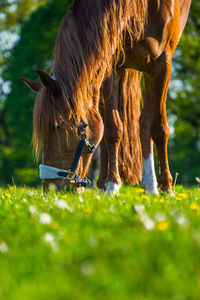 Horse in grass