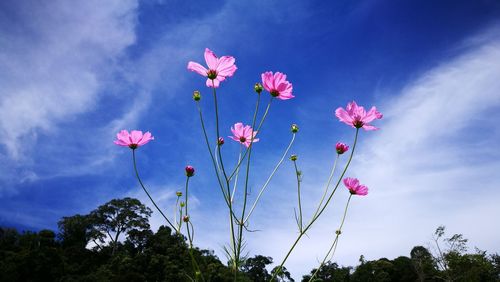 Low angle view of pink flowering plants against sky