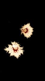 Close-up of white flower against black background