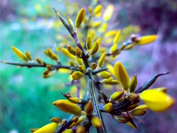 Close-up of yellow flower