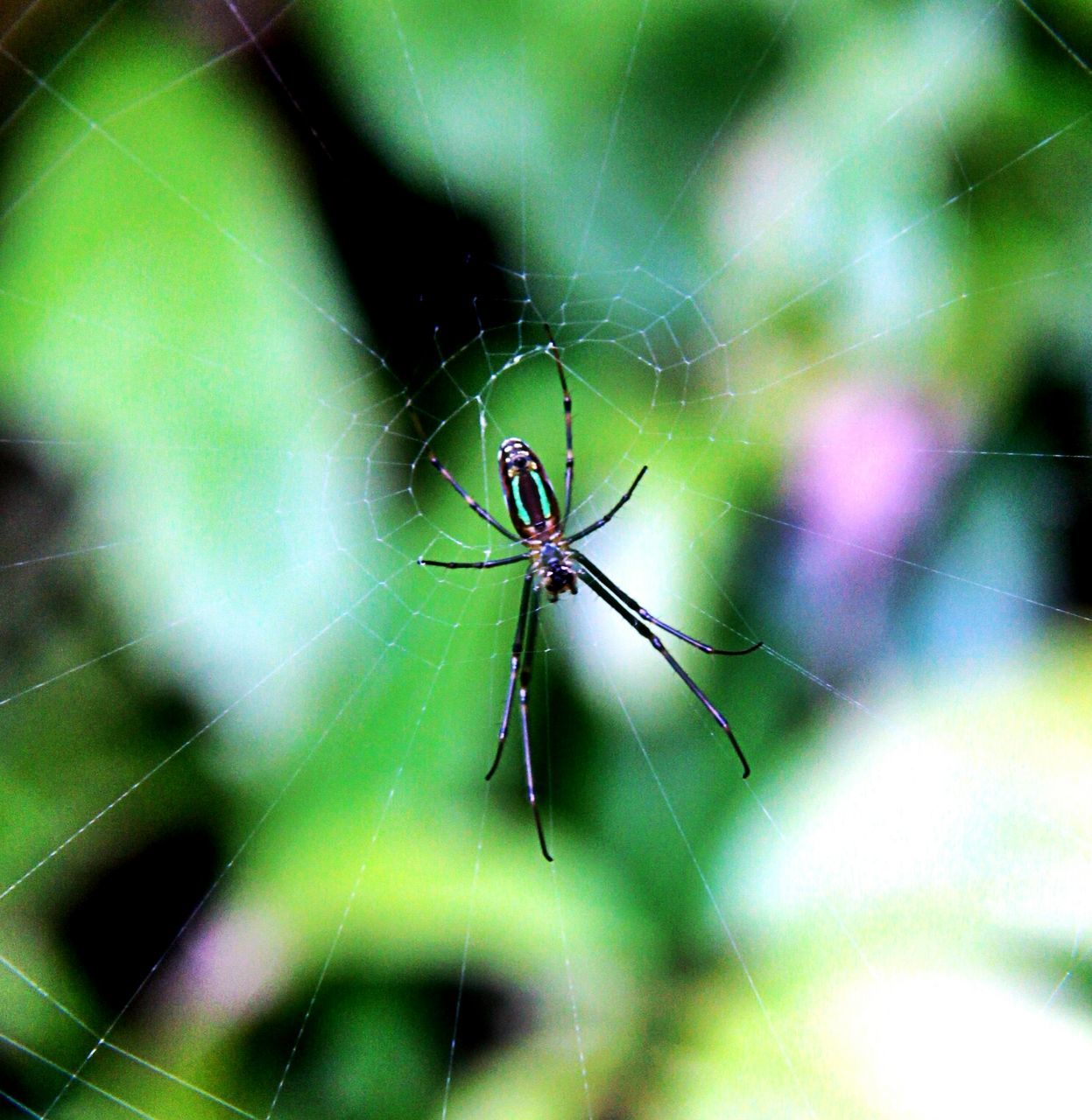 insect, one animal, animal themes, animals in the wild, wildlife, spider, spider web, focus on foreground, close-up, dragonfly, selective focus, nature, full length, day, outdoors, green color, no people, web, invertebrate