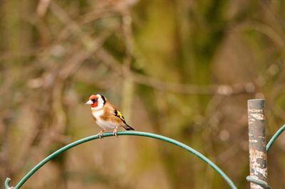 Close-up of bird perching on cable